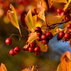 autumn berries